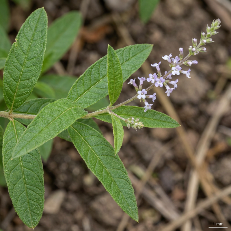 Werbena cytrynowa