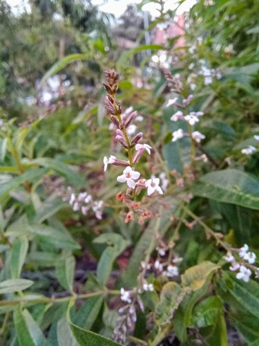Werbena cytrynowa — Bild 2