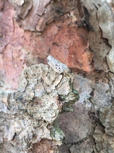 Cytrus — Bild 4