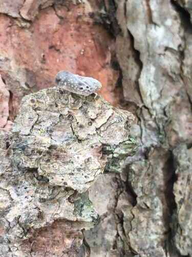 Cytrus — Bild 3