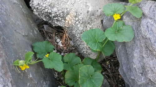 Kantalupa — Bild 3