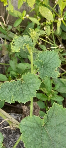 Kantalupa — Bild 4