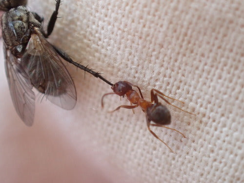 Dwukolorowa mrówka ogrodowa — Bild 2