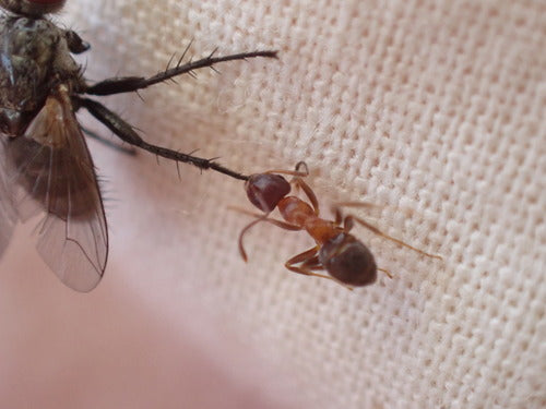 Dwukolorowa mrówka ogrodowa — Bild 3