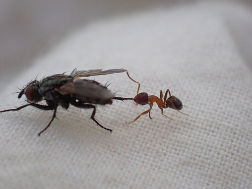 Dwukolorowa mrówka ogrodowa — Bild 4