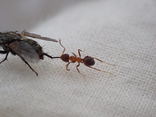 Dwukolorowa mrówka ogrodowa — Bild 3