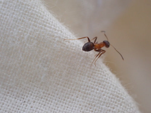 Dwukolorowa mrówka ogrodowa — Bild 5