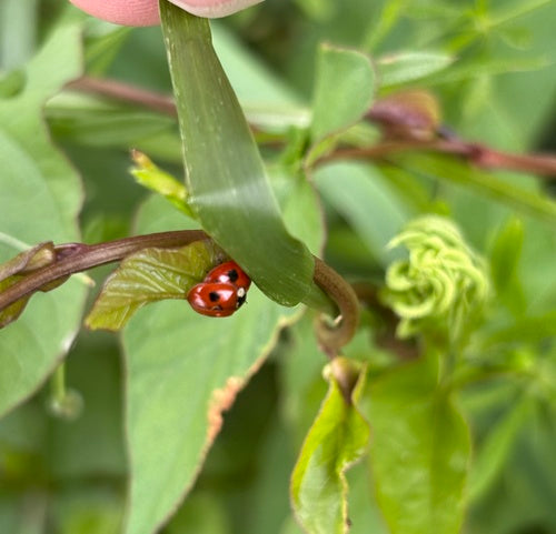 Biedronka świerkowa dwukropkowa — Bild 5