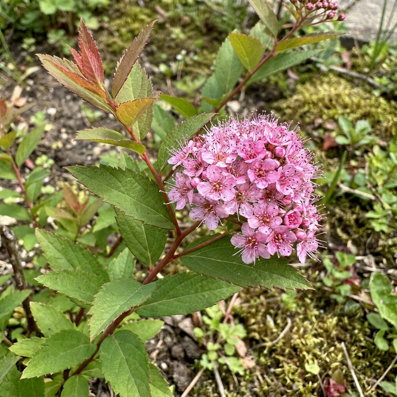 Spirea karłowata