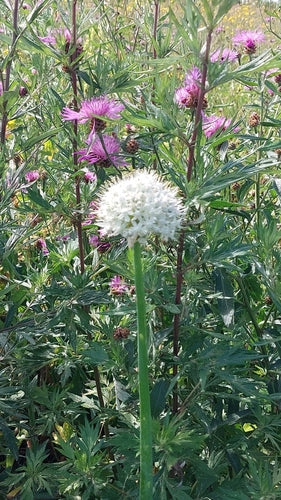 Cebula — Bild 2