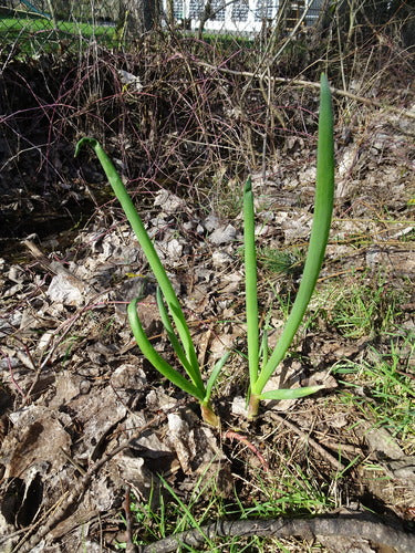 Cebula — Bild 1