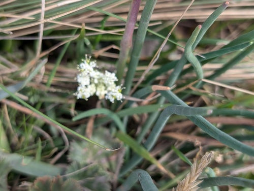Cebula — Bild 4