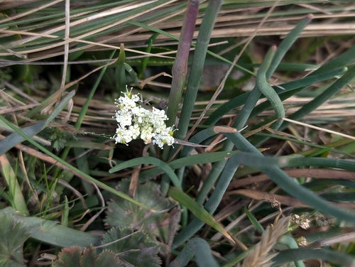 Cebula — Bild 3