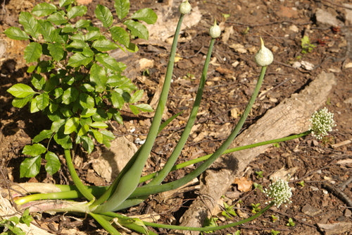Cebula — Bild 5