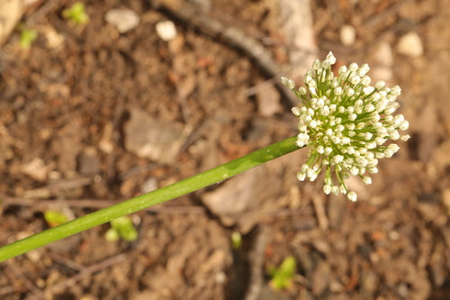 Cebula — Bild 4