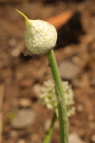 Cebula — Bild 3