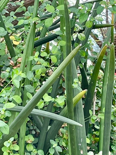 Konopie cylindryczne — Bild 3