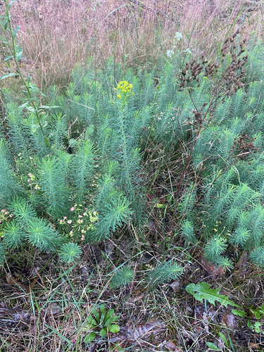 Cyprysowy wilczomlecz — Bild 2