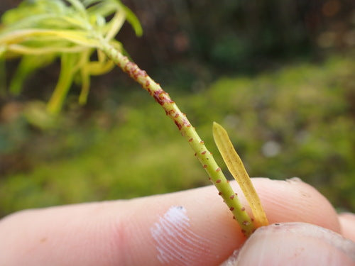 Cyprysowy wilczomlecz — Bild 5