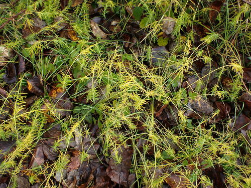 Cyprysowy wilczomlecz — Bild 3
